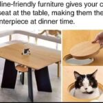 Funny Cat Memes