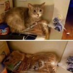 Funny Cat Memes