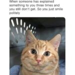 Funny Cat Memes