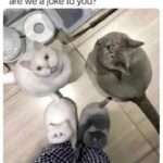 Funny Cat Memes