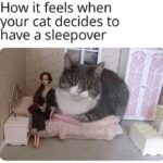 Funny Cat Memes