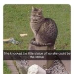 Funny Cat Memes