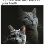 Funny Cat Memes