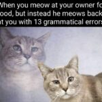 Funny Cat Memes