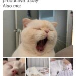 Funny Cat Memes