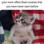 Funny Cat Memes