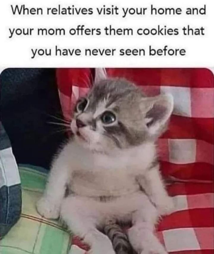 Funny Cat Memes