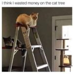 Funny Cat Memes