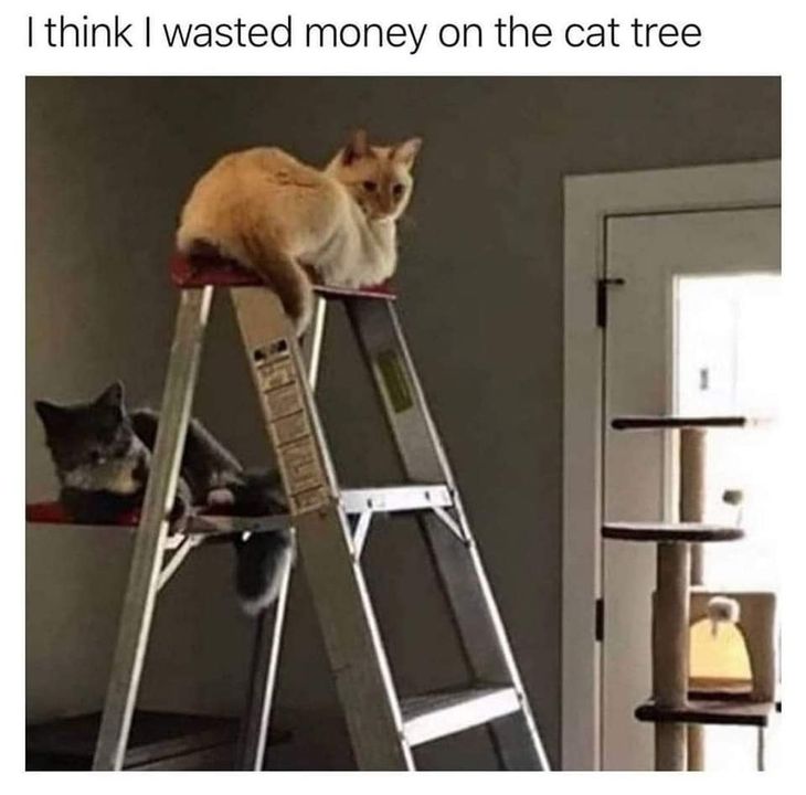 Funny Cat Memes