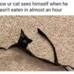 Funny Cat Memes