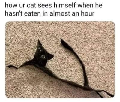 Funny Cat Memes