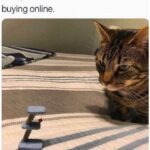 Funny Cat Memes