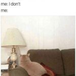 Funny Cat Memes