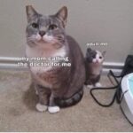 Funny Cat Memes