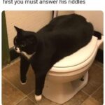 Funny Cat Memes