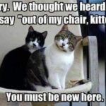 Funny Cat Memes