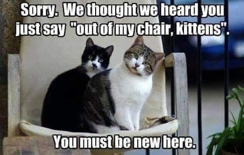 Funny Cat Memes