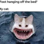 Funny Cat Memes