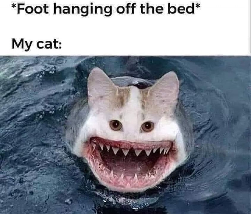 Funny Cat Memes