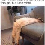 Funny Cat Memes