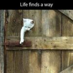 Funny Cat Memes