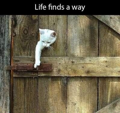 Funny Cat Memes