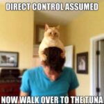 Funny Cat Memes