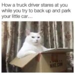 Funny Cat Memes