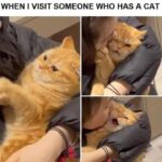 Funny Cat Memes