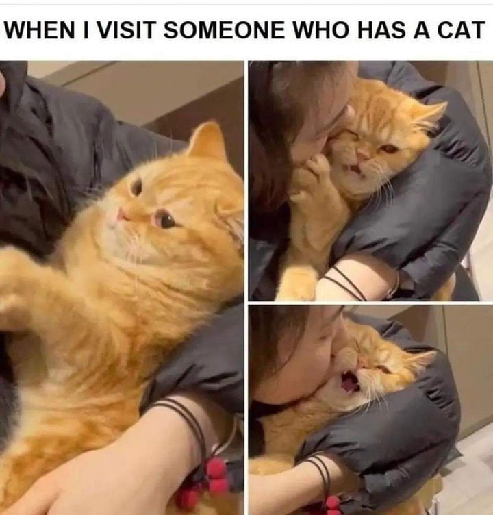 Funny Cat Memes