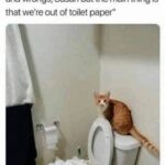 Funny Cat Memes