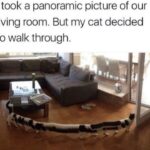 Funny Cat Memes