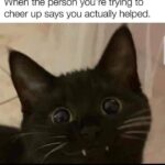 Funny Cat Memes