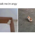 Funny Cat Memes