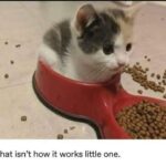 Funny Cat Memes