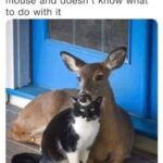 Funny Cat Memes