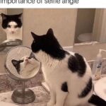 Funny Cat Memes