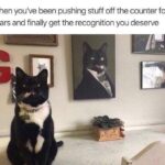 Funny Cat Memes