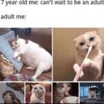 Funny Cat Memes