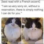 Funny Cat Memes