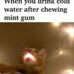 Funny Cat Memes