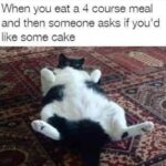 Funny Cat Memes