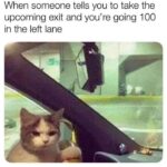 Funny Cat Memes