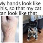 Funny Cat Memes