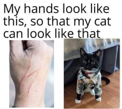 Funny Cat Memes