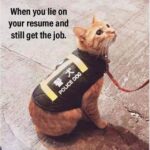 Funny Cat Memes