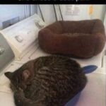 Funny Cat Memes