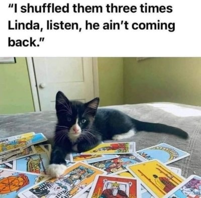 Funny Cat Memes