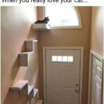 Funny Cat Memes