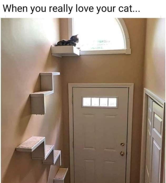 Funny Cat Memes